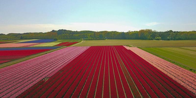 bollenvelden in bloei; rode, roze en paarse velden